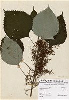 藏品(苧麻)的圖片